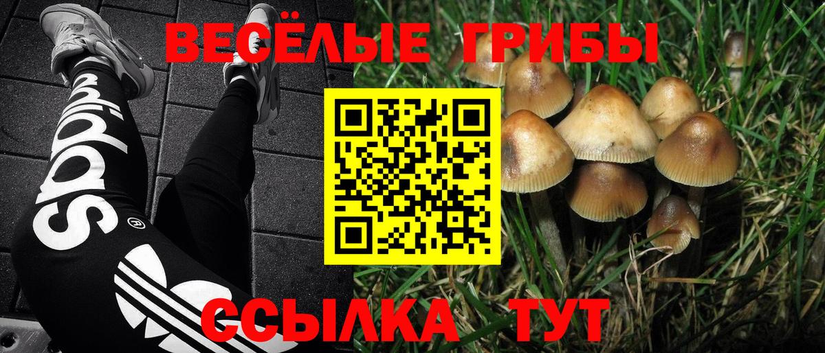 Чайковский  Галлюциногенные грибы Psilocybe  Вход с VPN 